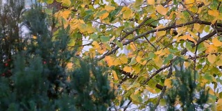 秋天的树叶在微风中在桦树的树枝上飘动。秋叶在秋风中摇曳