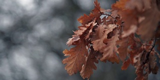 干红叶子近距离镜头与灰色调散焦背景。