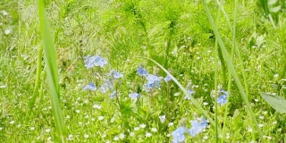 蓝色和白色的野花下着夏雨，慢镜头