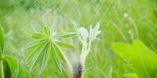 夏雨下，毛茸茸的毛毛虫坐在草地上，慢动作
