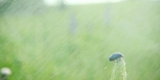 一场夏雨下在植物上的甲虫，动作缓慢