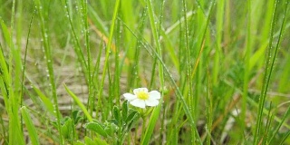 孤独的白花下一场夏雨，慢动作