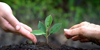 人们用双手呵护幼小的植物树木发芽。