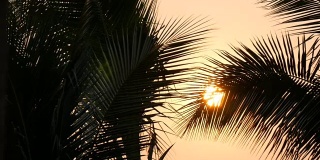 令人惊叹的美丽的红色日落大太阳在棕榈叶的背景