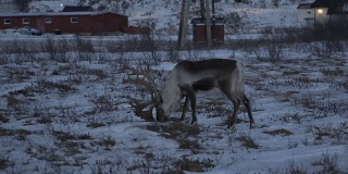 挪威北部特罗姆瑟地区的麋鹿自然环境。