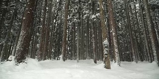 白川村被雪覆盖的密林正在飘落雪花