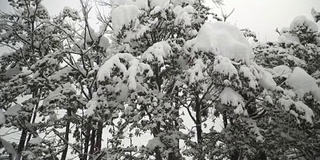 低视角:从日本人的屋顶走出来，白川村正在下雪