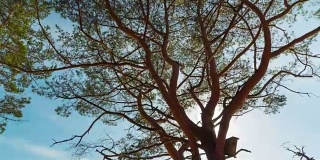 枝杈茂盛的松树和阳光，用摄影相机定时拍摄