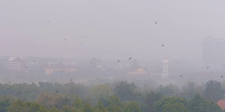 丛林中的热带雨。燕子和鸟儿在雨中飞翔