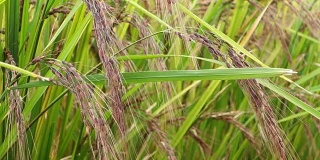 种植红米，