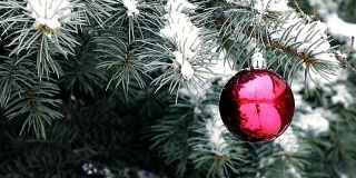 红色圣诞球挂在蓝色云杉枝在下雪的室外