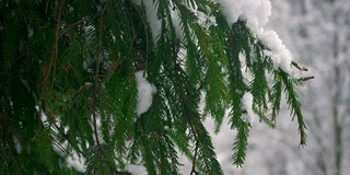 降雪。白雪躺在云杉的树枝上