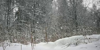 冬天的森林里，树木在雪地里