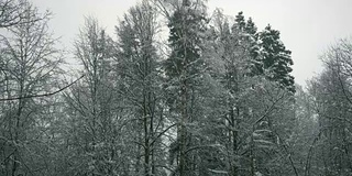 冬天的森林里，树木在下雪，小雪纷纷落下