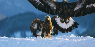 冬天两只鹰在山里为争夺食物而展开残酷的搏斗