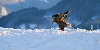 金鹰在冬天降落在山顶的雪地上