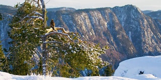 冬天，金雕坐在高山顶上的树上