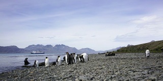 延时拍摄:索尔兹伯里平原上的帝企鹅