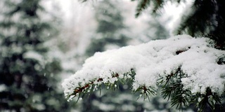 雪花落在冷杉树枝上