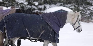 慢镜头降雪与马