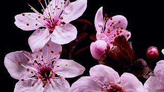 粉红色的樱花盛开-樱花视频素材模板下载