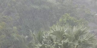 非常强的热带阵雨墙。棕榈树和雨水中的树木