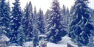 新年森林在雪中。圣诞节的桥