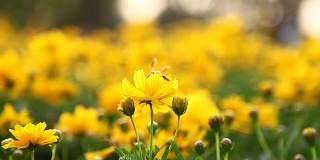 美丽的黄色宇宙之花
