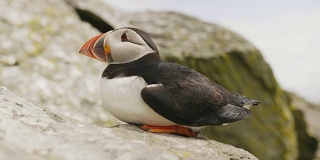 大西洋海雀在斯凯利格迈克尔岛上放松的特写镜头