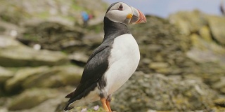 斯凯利格迈克尔岛上大西洋海雀的特写镜头