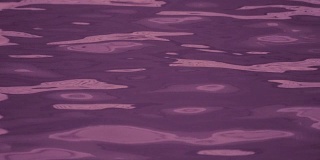 紫池水面