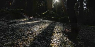 一个活跃的健康的潮女摄影师手拿相机走过森林。一个行走的女孩穿过森林的后视图。60帧/秒的慢动作。GoPro 6黑色三轴抗菌稳定剂