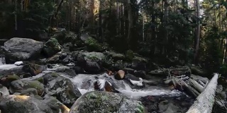 针叶林的性质。全景山河在针叶林中流淌。旋转着凝视树木和天空。60帧/秒的慢动作。GoPro 6黑色三轴抗菌稳定剂
