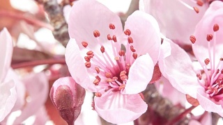 粉红色的樱花盛开-樱花视频素材模板下载