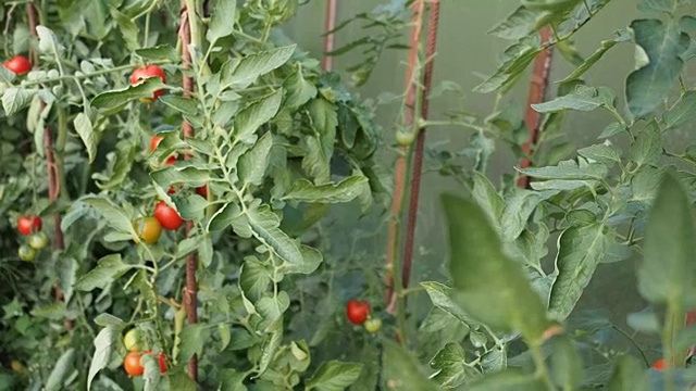 新鲜成熟的红色番茄在温室中高清