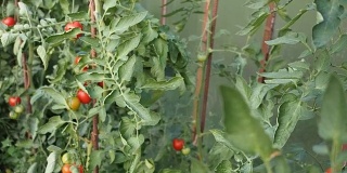 新鲜成熟的红色番茄在温室中高清