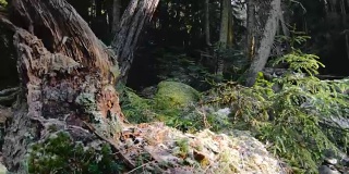 针叶林的性质。春天的针叶林上空掠过一片青苔，树木间透着阳光。60帧/秒的慢动作。GoPro 6黑色三轴抗菌稳定剂