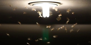 蜉蝣成群飞翔的慢镜头，虫子的生活理念