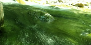 近距离观察流动的淡水溪流中的藻类