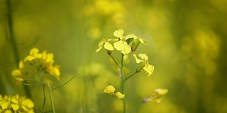 蜜蜂从芥菜花蜜中采集花蜜的慢动作。