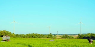 奶牛在风力发电机附近吃草