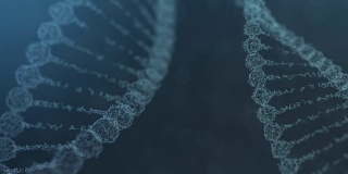 两个旋转的神经丛DNA链与脉冲运行-蓝色版本