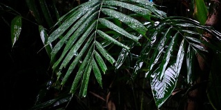 雨水落在绿叶上的慢镜头与阴天的暗色调