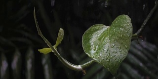 雨水落在绿叶上的慢镜头与阴天的暗色调