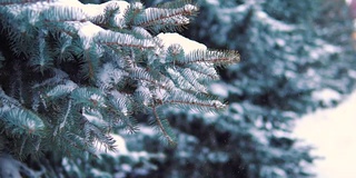 慢镜头，雪花从冬天公园的树上缓缓飘落