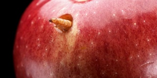 幼虫以一个红色的苹果为食，并在上面咬了一个洞，特写