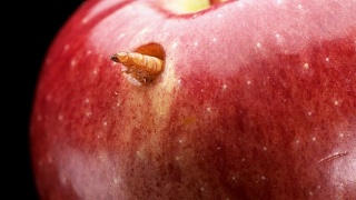 幼虫以一个红色的苹果为食，并在上面咬了一个洞，特写视频素材模板下载