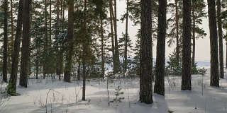 雪中树木阴影的移动。