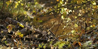 森林里树叶飘落的慢镜头