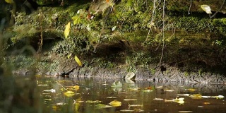 树叶掉进河里的慢镜头
